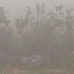 Brouillard dans la forêt nébuleuse du Pic Macaya