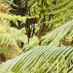 Forêt nébuleuse, primaire, du Pic Macaya