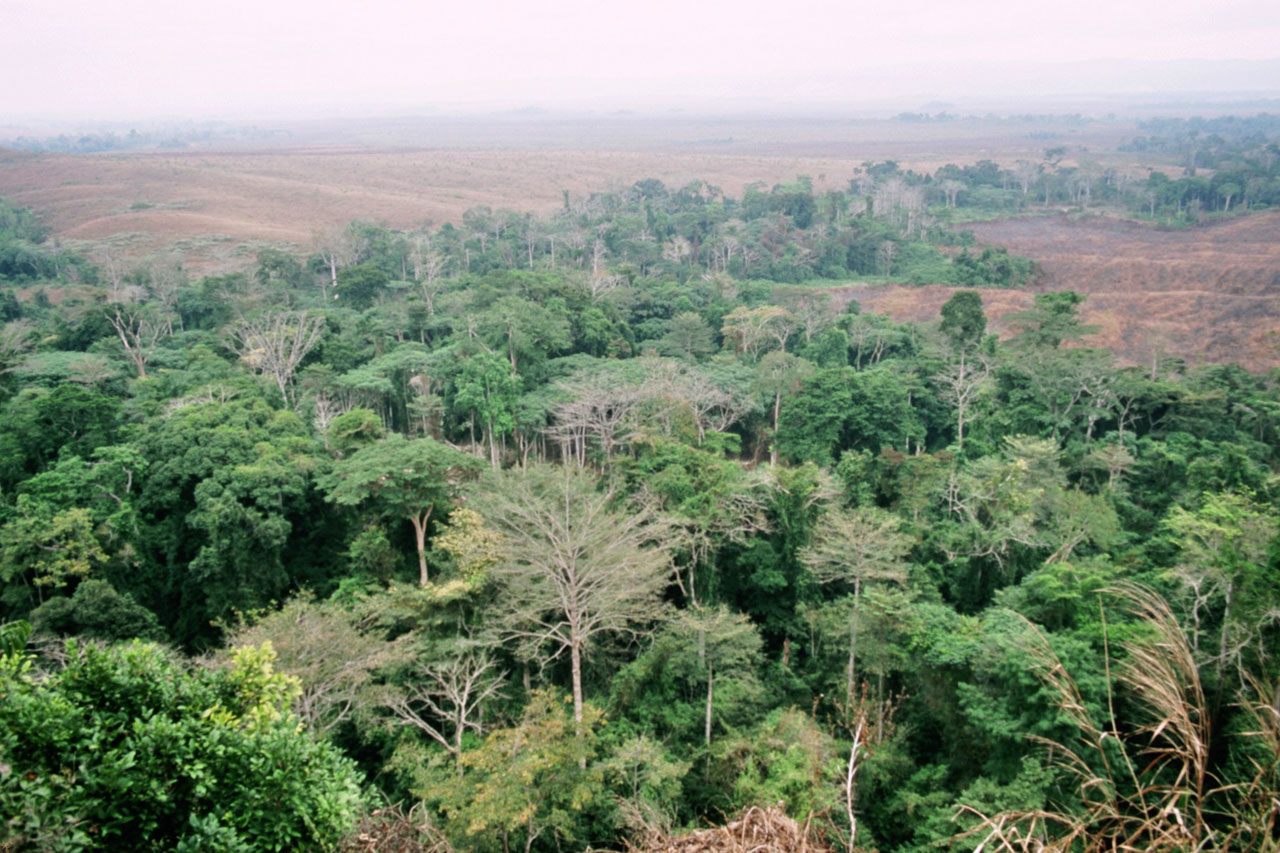 Forêt-galerie dans la plaine de la Nyanga