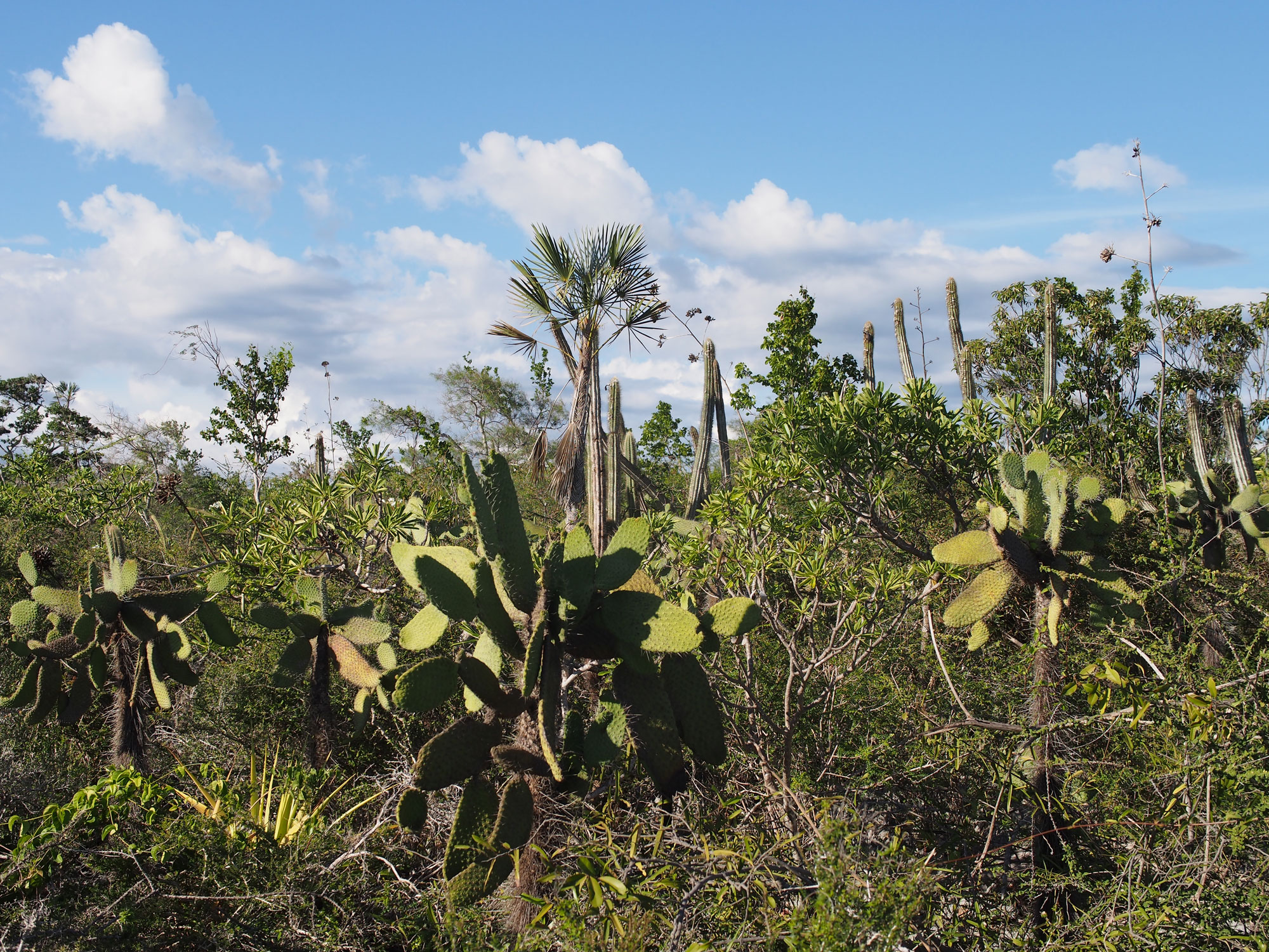 Forêt de cactus - A perte de vue, des cactus, en coussins, buissonnant, arborescents... - JPEG - 1 Mo - 2000×1500 px