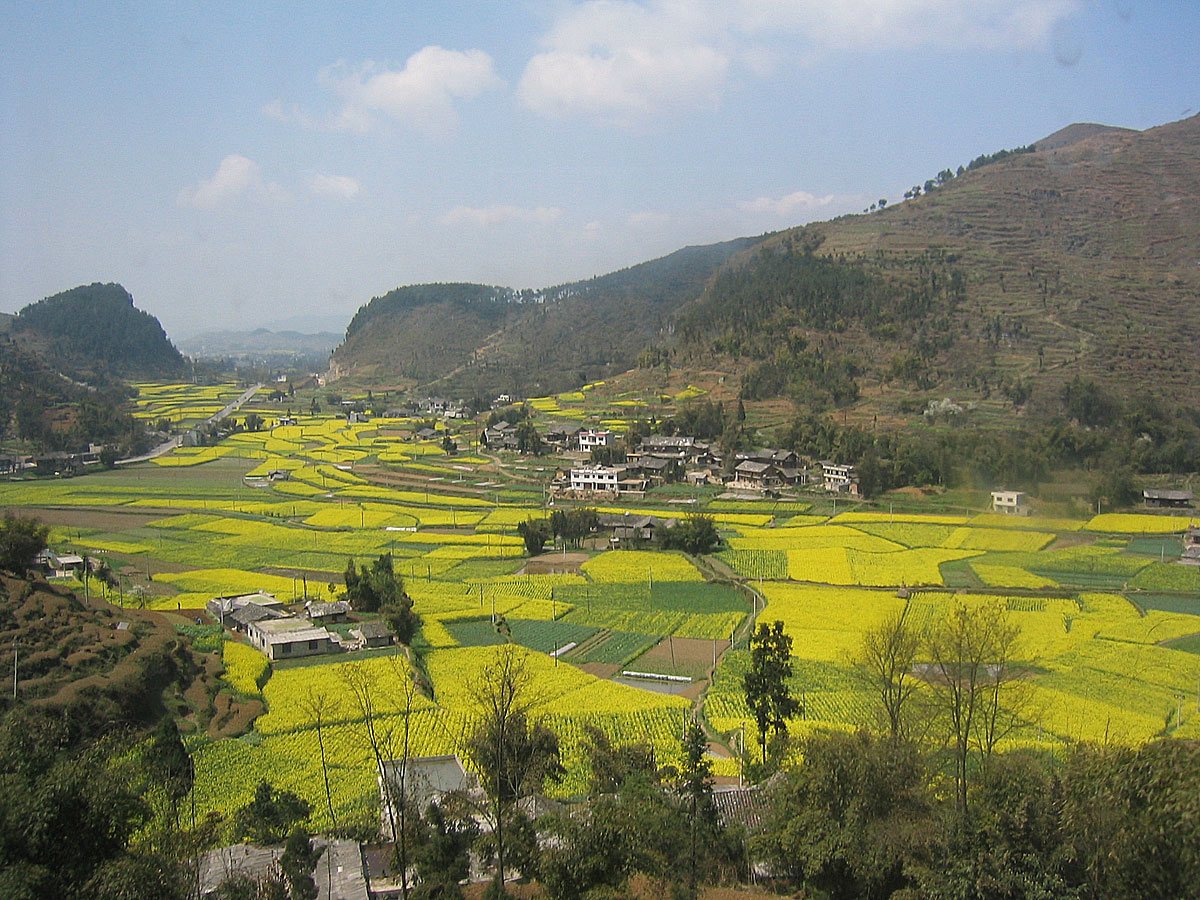 Les champs de colza dans la vallée de la Shuanghe